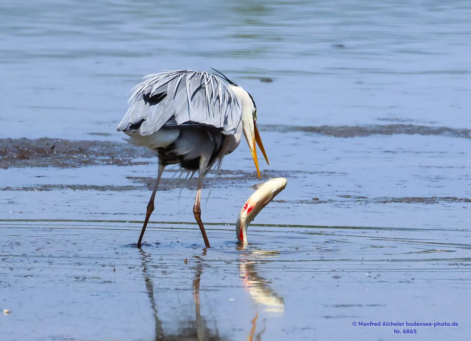 Naturfotografie - Manfred Aicheler -  Wasser- und Feuchtgebiete - Graureiher