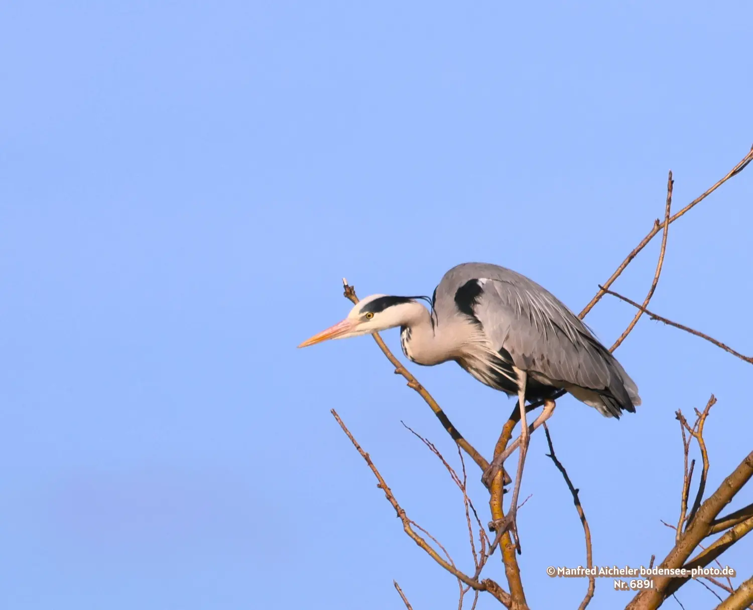 Naturfotografie - Manfred Aicheler -  Wasser- und Feuchtgebiete - Graureiher
