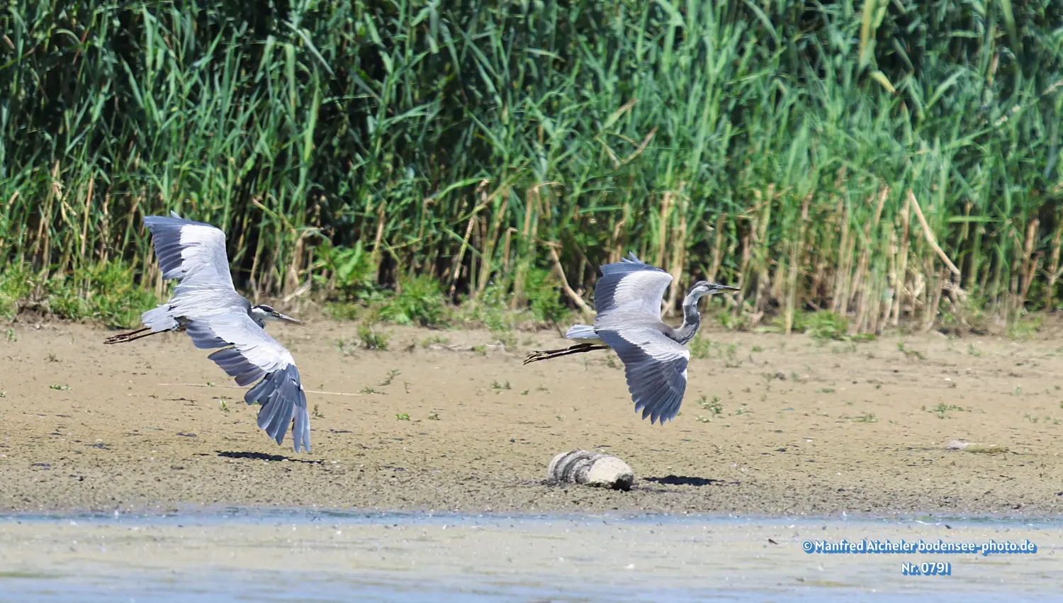 Naturfotografie - Manfred Aicheler -  Wasser- und Feuchtgebiete - Graureiher
