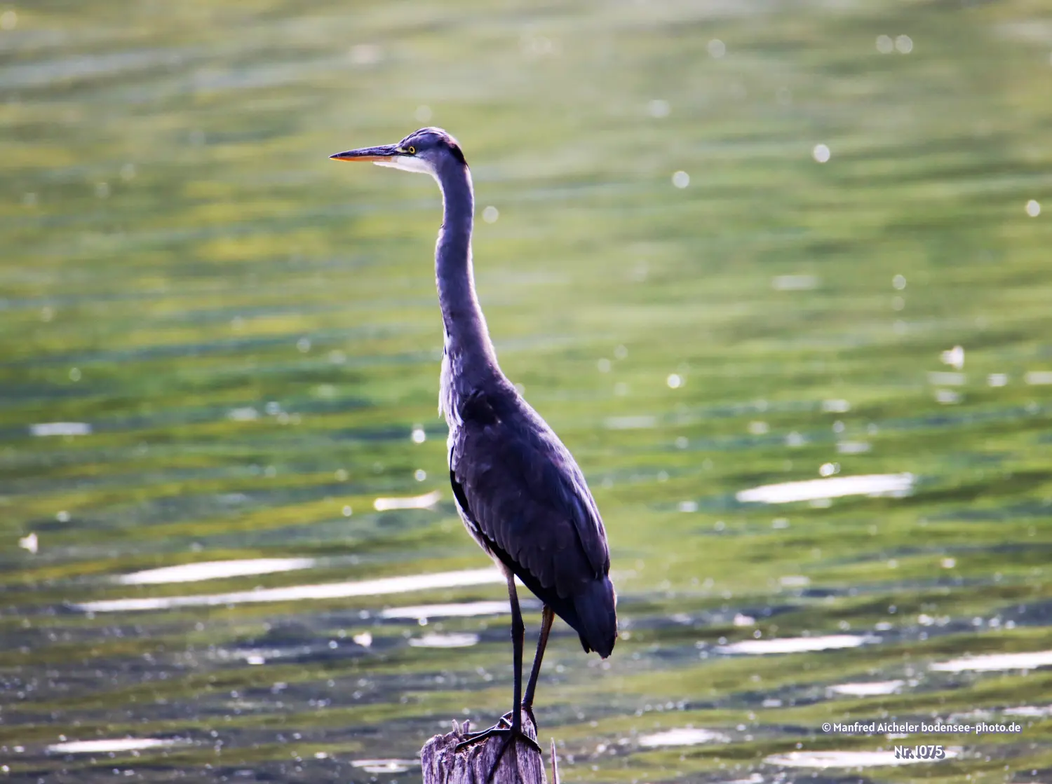 Naturfotografie - Manfred Aicheler -  Wasser- und Feuchtgebiete - Graureiher