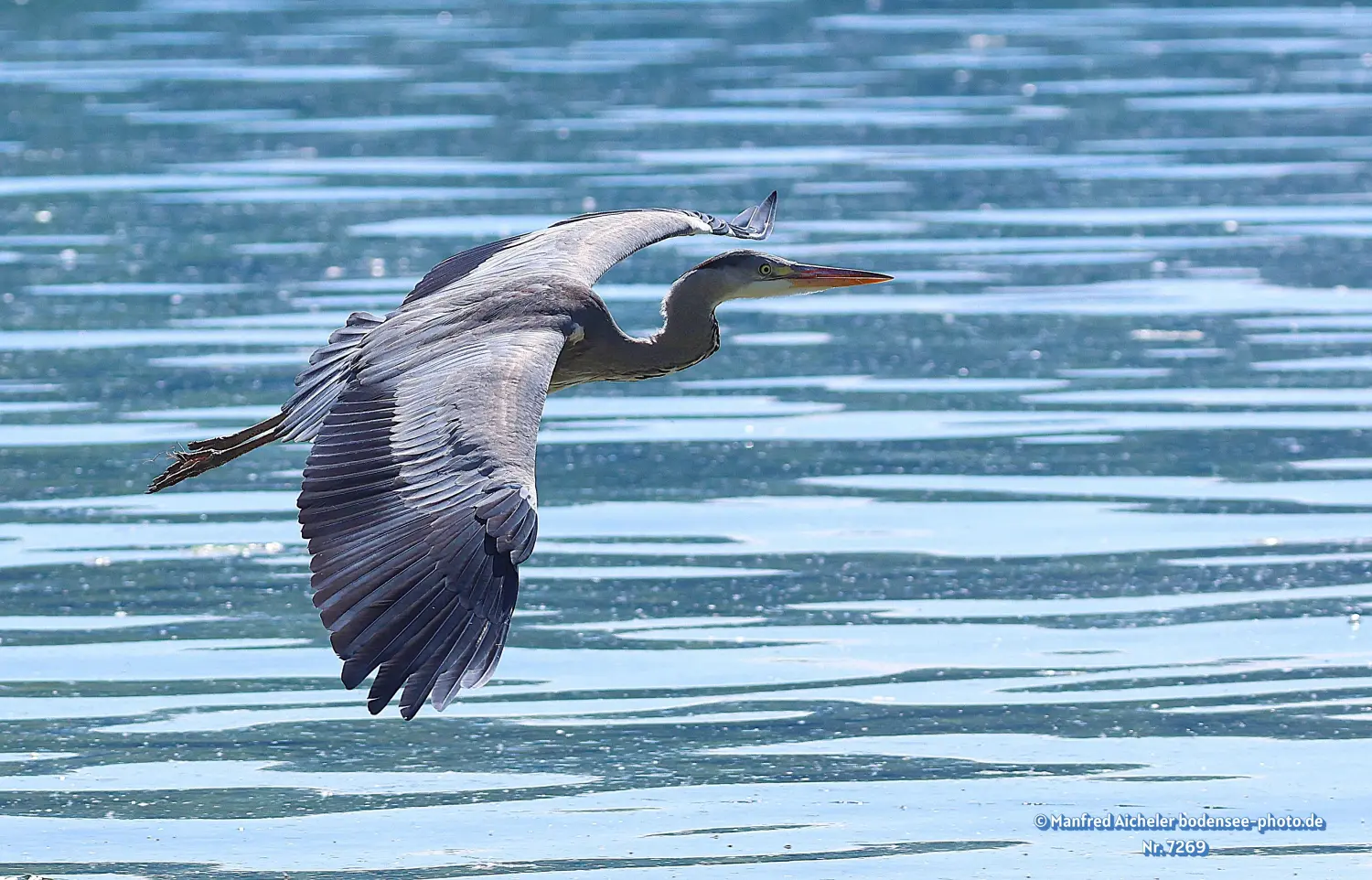 Naturfotografie - Manfred Aicheler -  Wasser- und Feuchtgebiete - Höhepunkte der Vögel