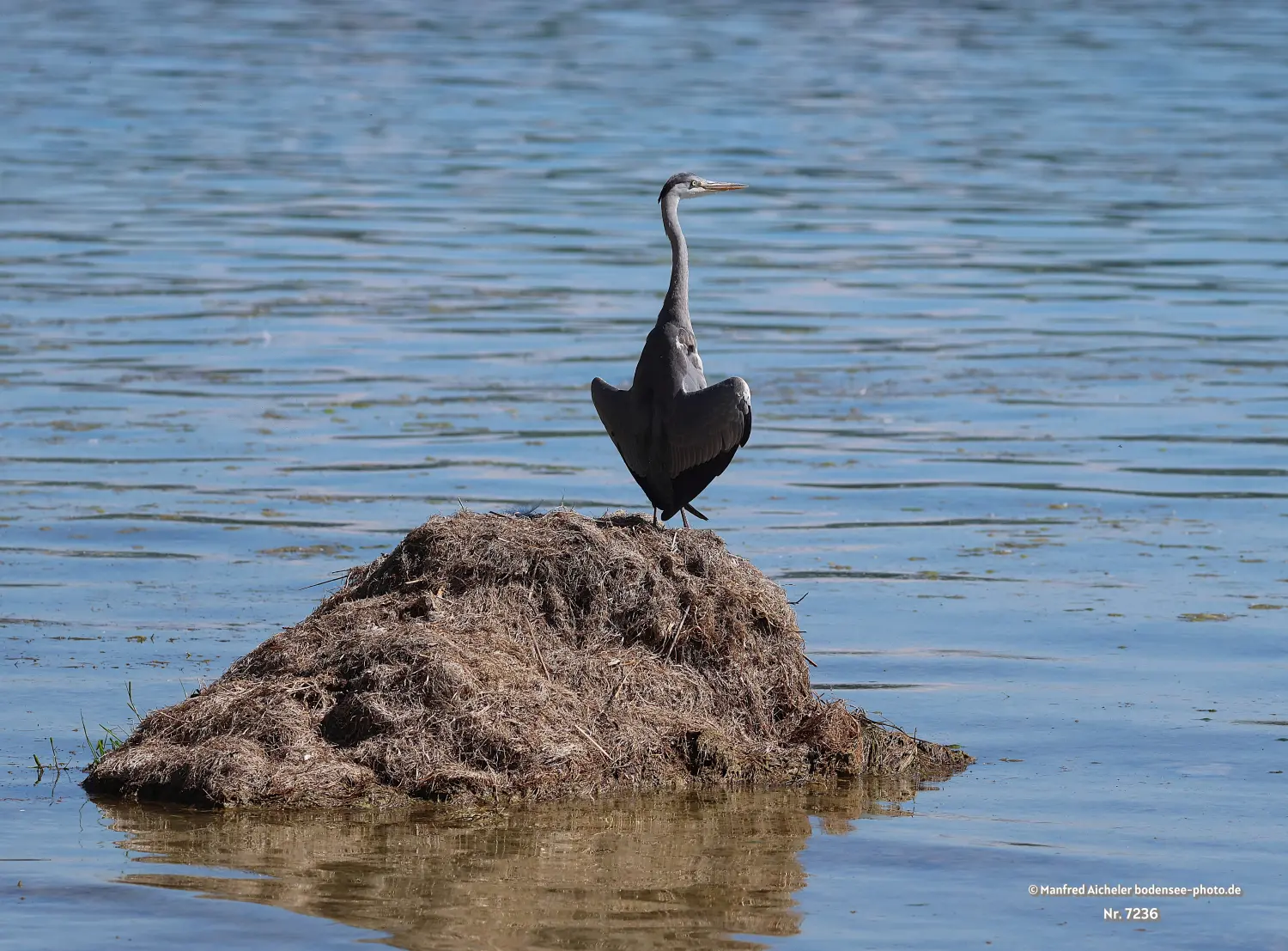 Naturfotografie - Manfred Aicheler -  Wasser- und Feuchtgebiete - Graureiher