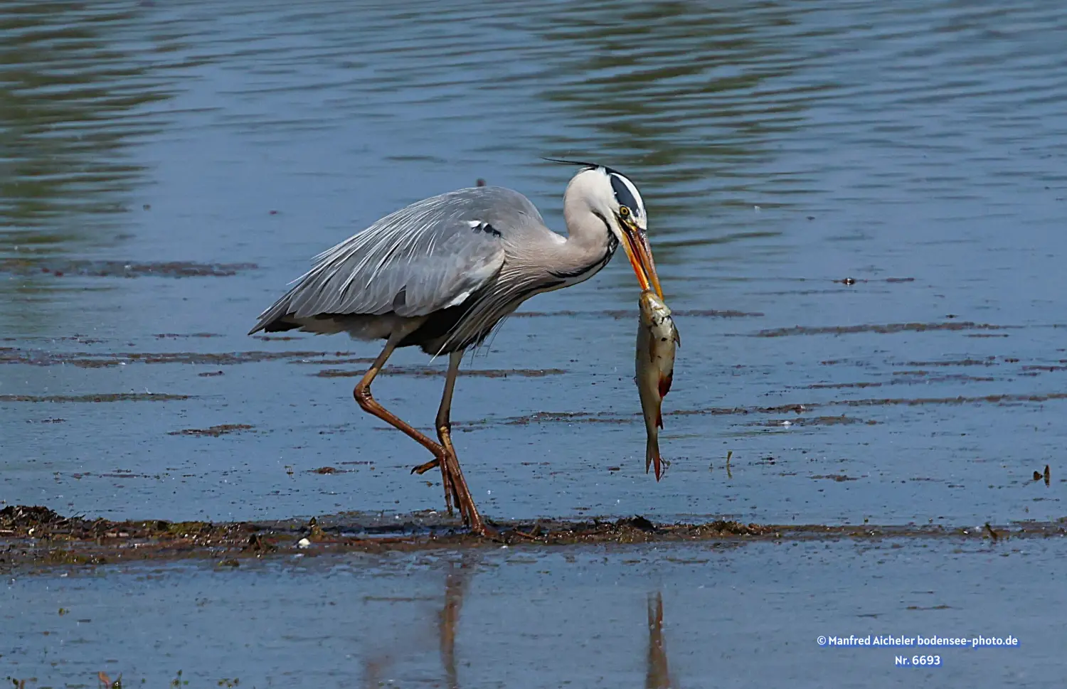 Naturfotografie - Manfred Aicheler -  Wasser- und Feuchtgebiete - Graureiher