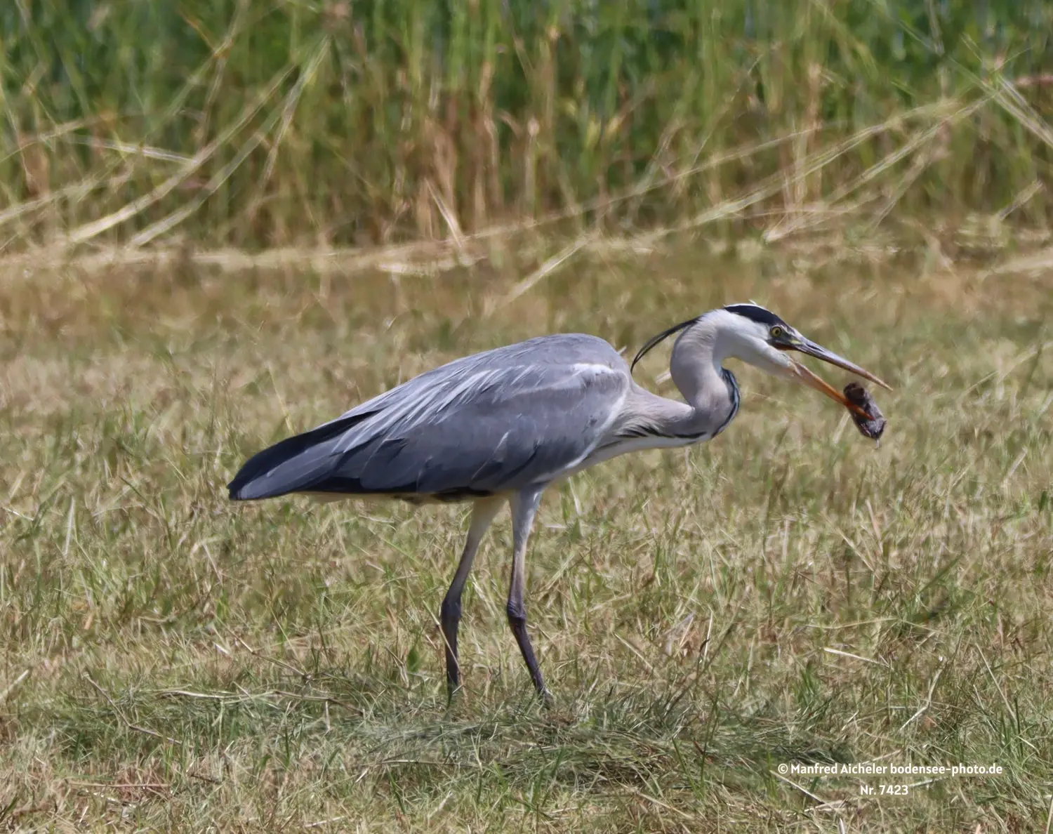 Naturfotografie - Manfred Aicheler -  Wasser- und Feuchtgebiete - Graureiher