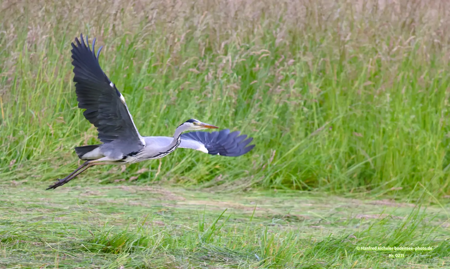 Naturfotografie - Manfred Aicheler -  Wasser- und Feuchtgebiete - Graureiher