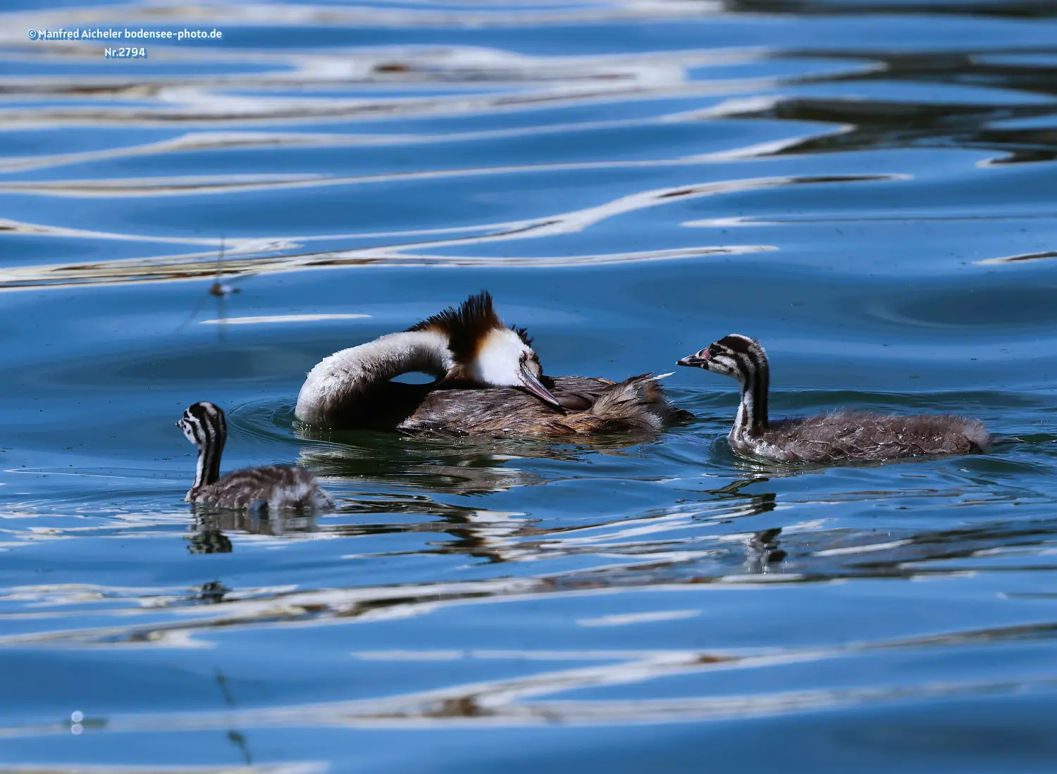 Naturfotografie - Manfred Aicheler -  Wasser- und Feuchtgebiete - Haubentaucher