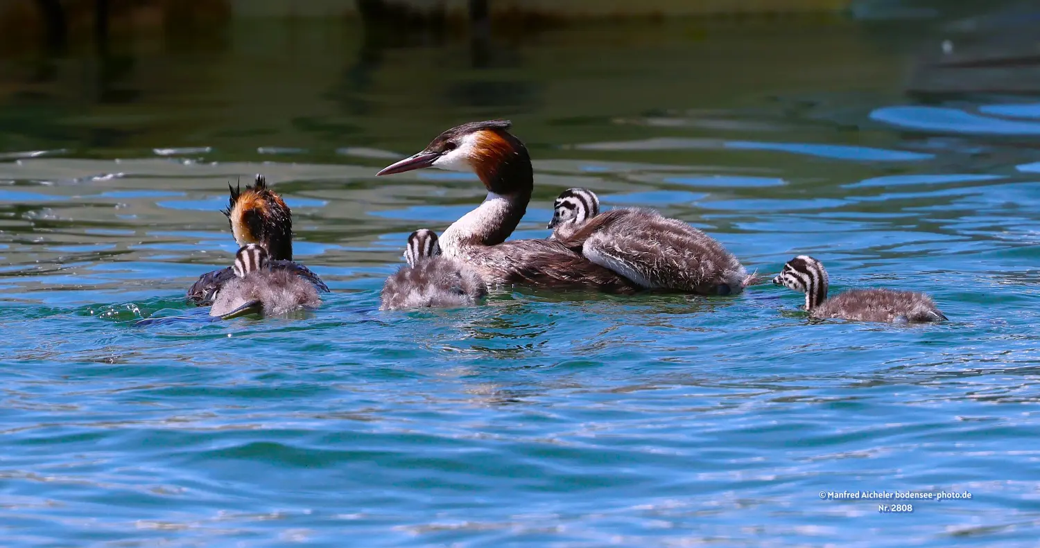 Naturfotografie - Manfred Aicheler -  Wasser- und Feuchtgebiete - Haubentaucher