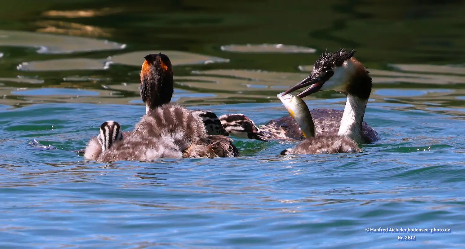Naturfotografie - Manfred Aicheler -  Wasser- und Feuchtgebiete - Haubentaucher