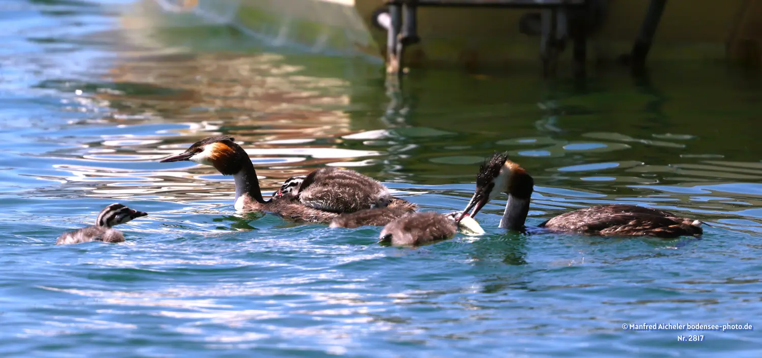 Naturfotografie - Manfred Aicheler -  Wasser- und Feuchtgebiete - Haubentaucher