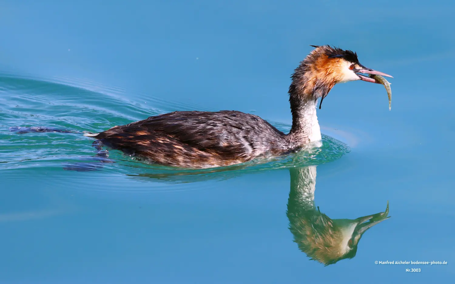 Naturfotografie - Manfred Aicheler -  Wasser- und Feuchtgebiete - Haubentaucher