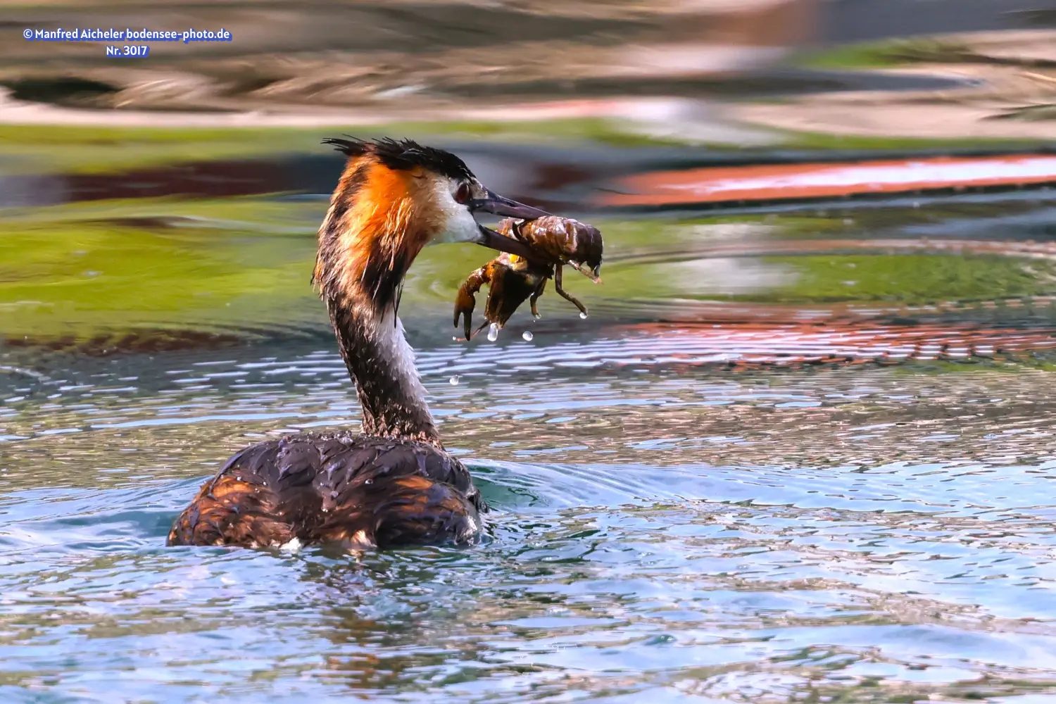 Naturfotografie - Manfred Aicheler -  Wasser- und Feuchtgebiete - Höhepunkte der Vögel