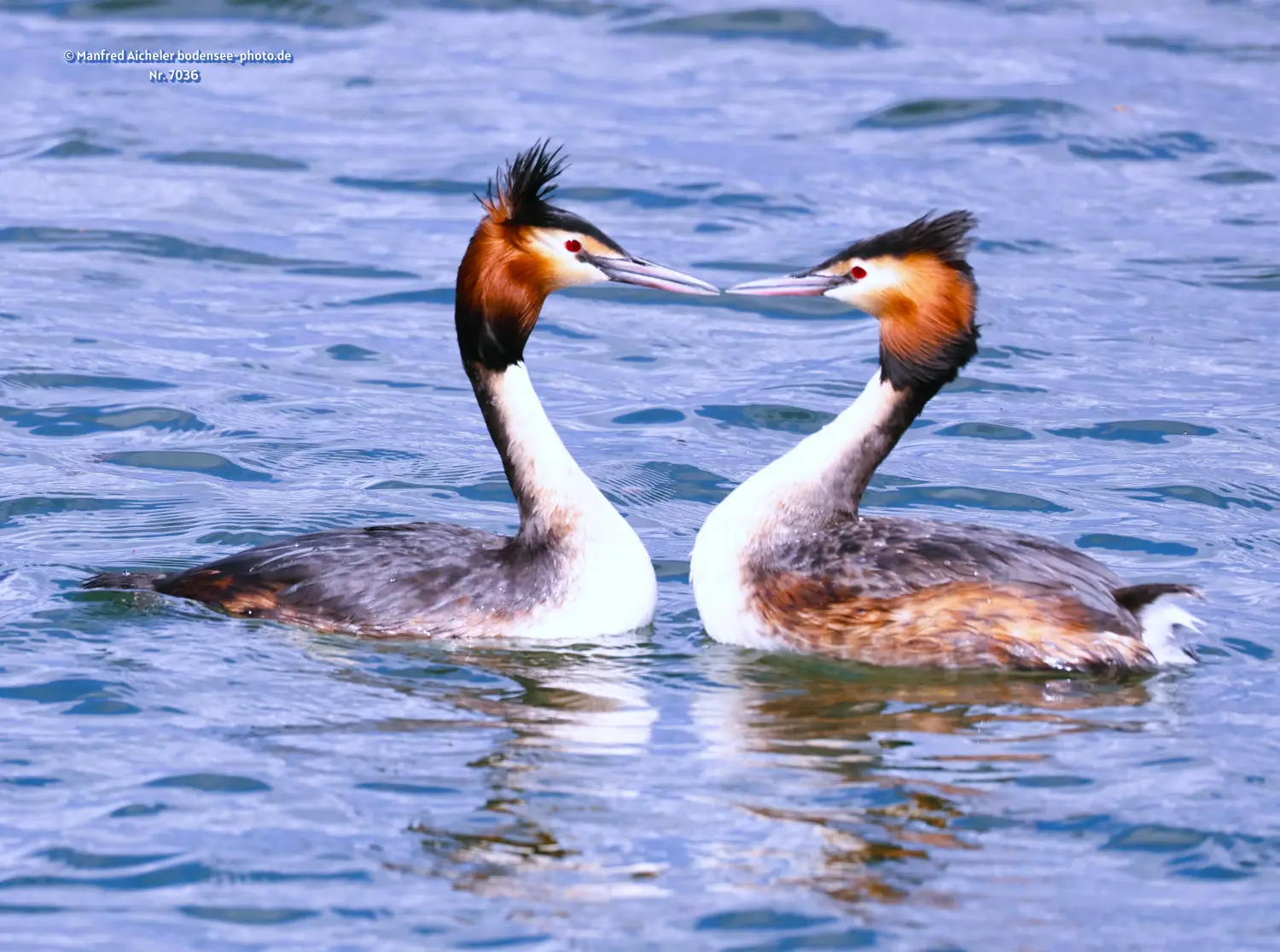 Naturfotografie - Manfred Aicheler -  Wasser- und Feuchtgebiete - Haubentaucher