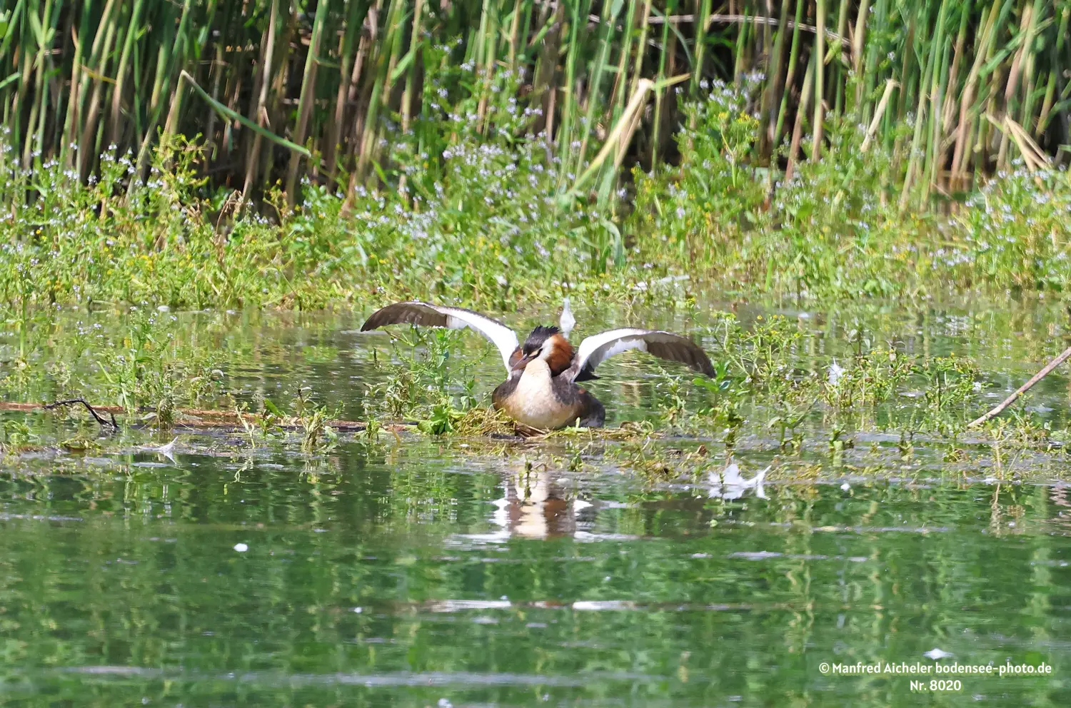Naturfotografie - Manfred Aicheler -  Wasser- und Feuchtgebiete - Haubentaucher