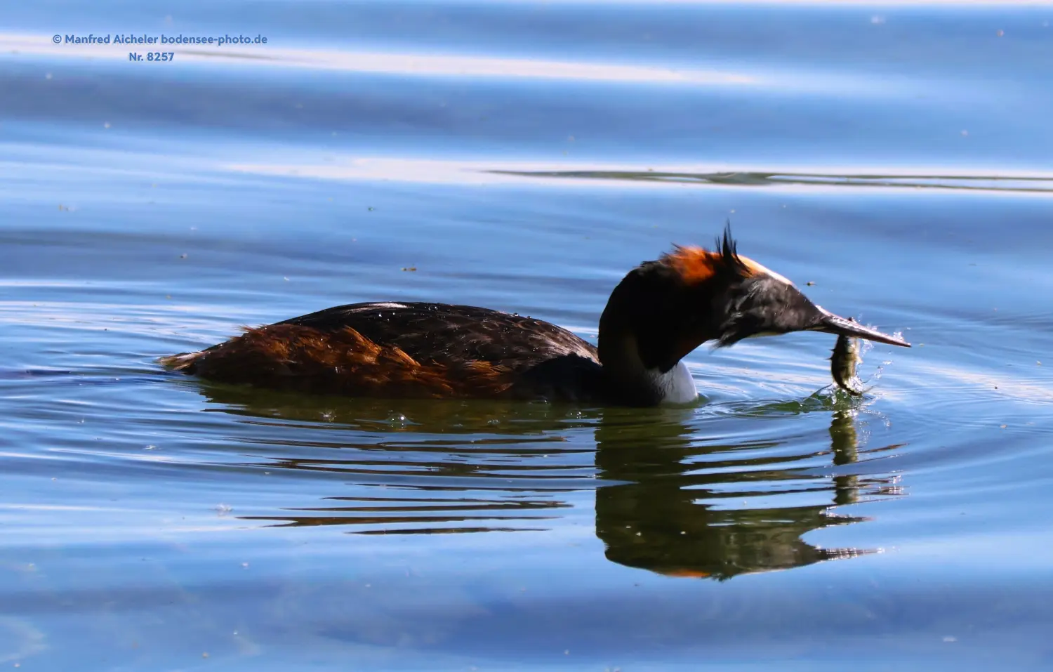 Naturfotografie - Manfred Aicheler -  Wasser- und Feuchtgebiete - Haubentaucher