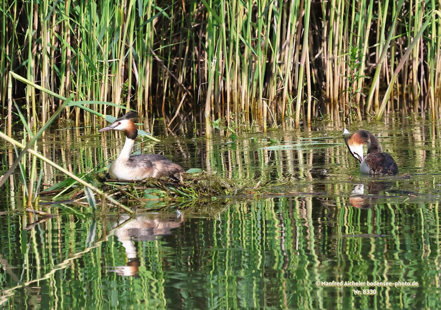 Naturfotografie - Manfred Aicheler -  Wasser- und Feuchtgebiete - Haubentaucher