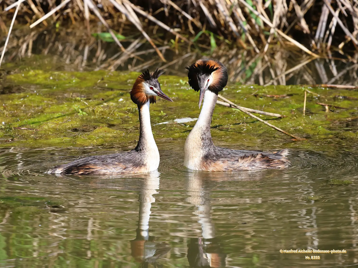 Naturfotografie - Manfred Aicheler -  Wasser- und Feuchtgebiete - Haubentaucher
