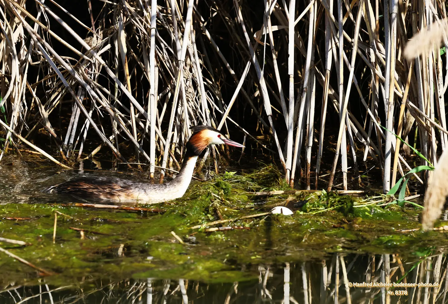 Naturfotografie - Manfred Aicheler -  Wasser- und Feuchtgebiete - Haubentaucher