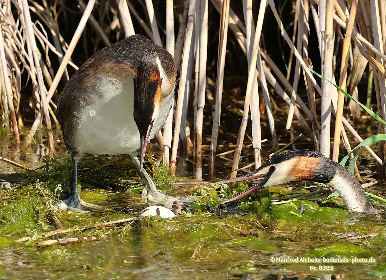 Naturfotografie - Manfred Aicheler -  Wasser- und Feuchtgebiete - Haubentaucher