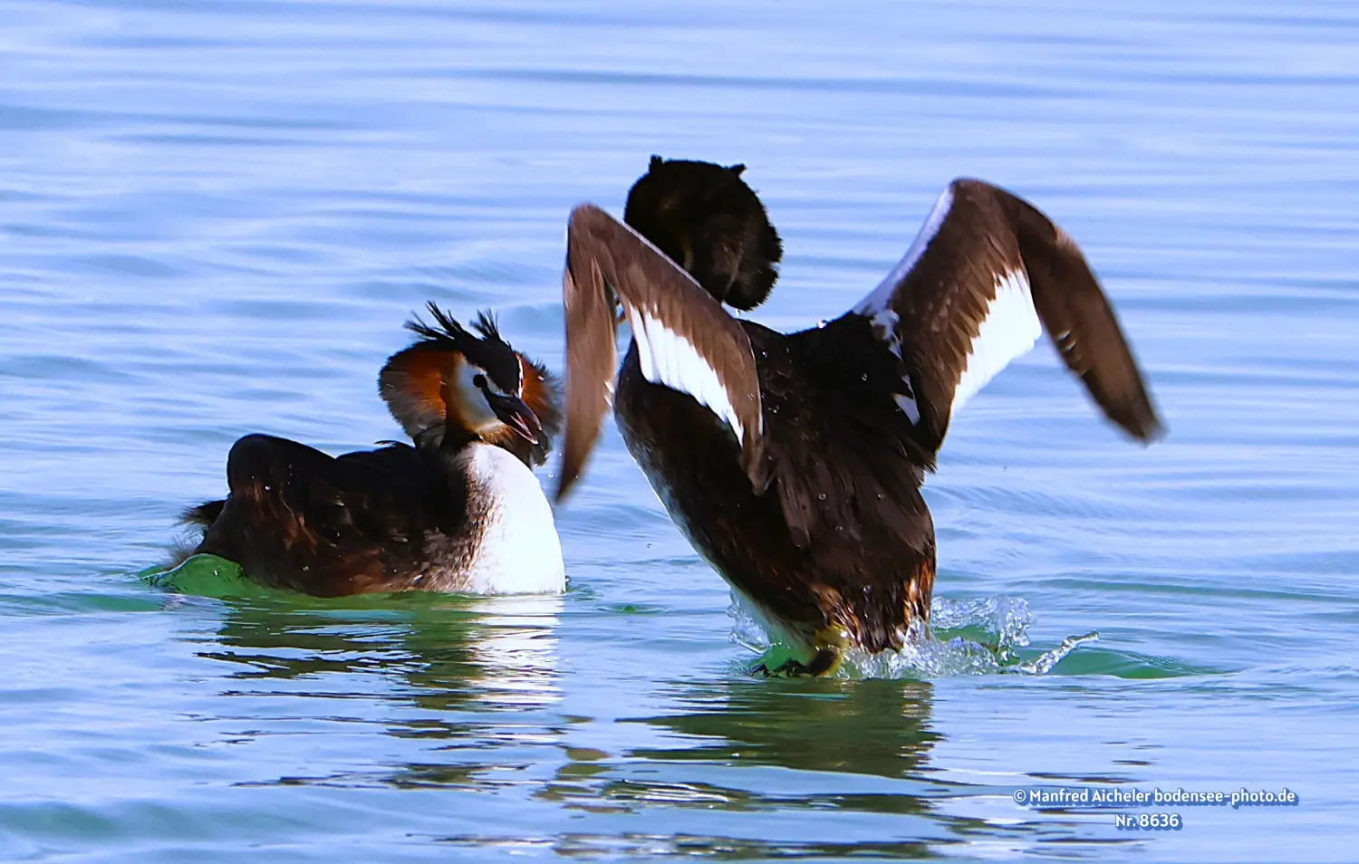 Naturfotografie - Manfred Aicheler -  Wasser- und Feuchtgebiete - Haubentaucher