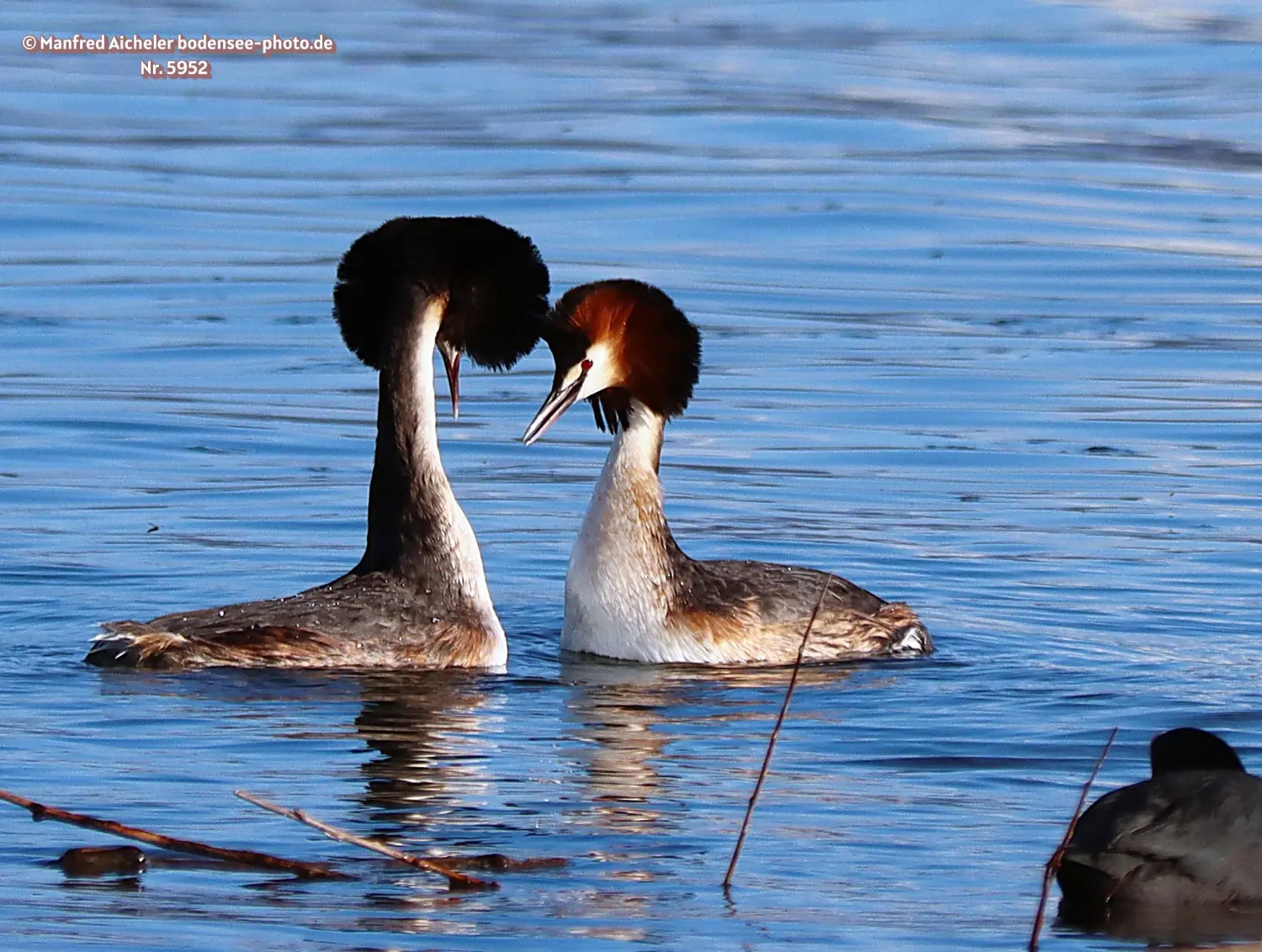 Naturfotografie - Manfred Aicheler -  Wasser- und Feuchtgebiete - Haubentaucher