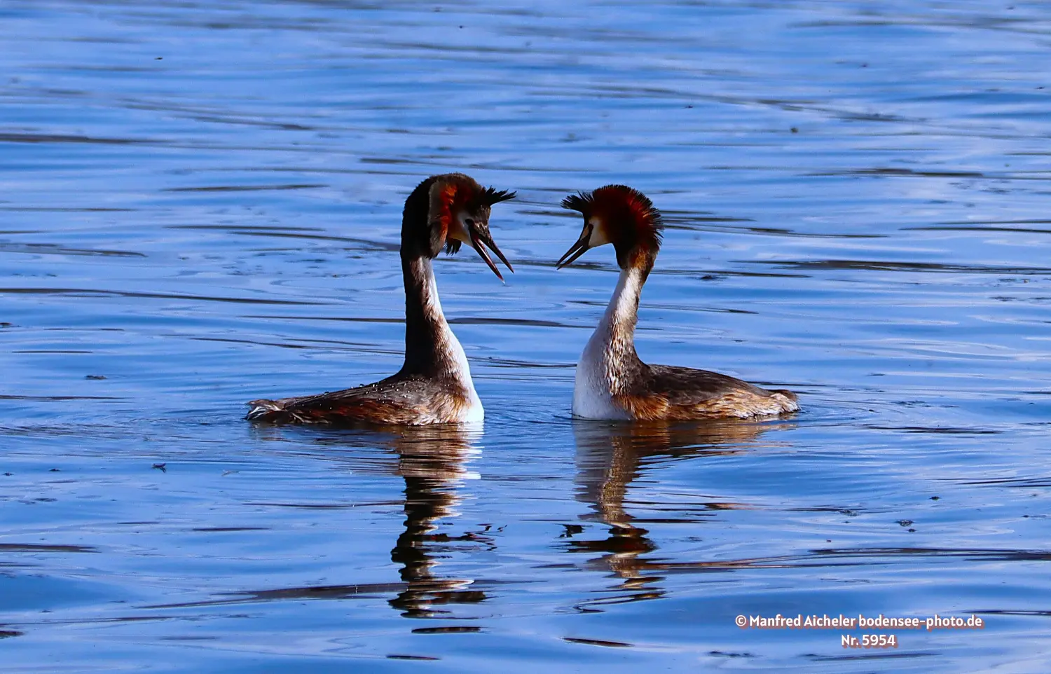 Naturfotografie - Manfred Aicheler -  Wasser- und Feuchtgebiete - Haubentaucher