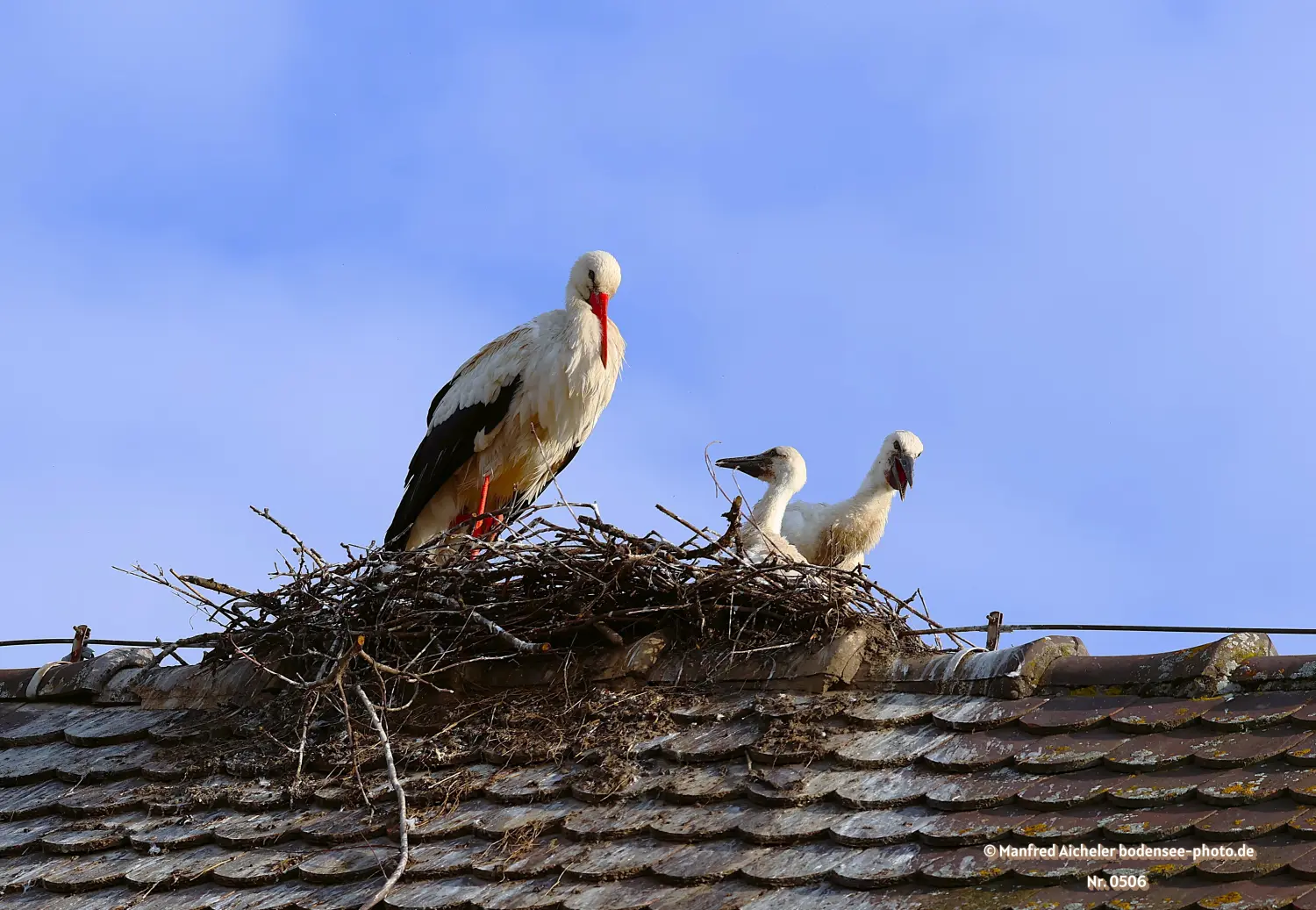 Naturfotografie - Manfred Aicheler -  Wasser- und Feuchtgebiete - Weißstorch