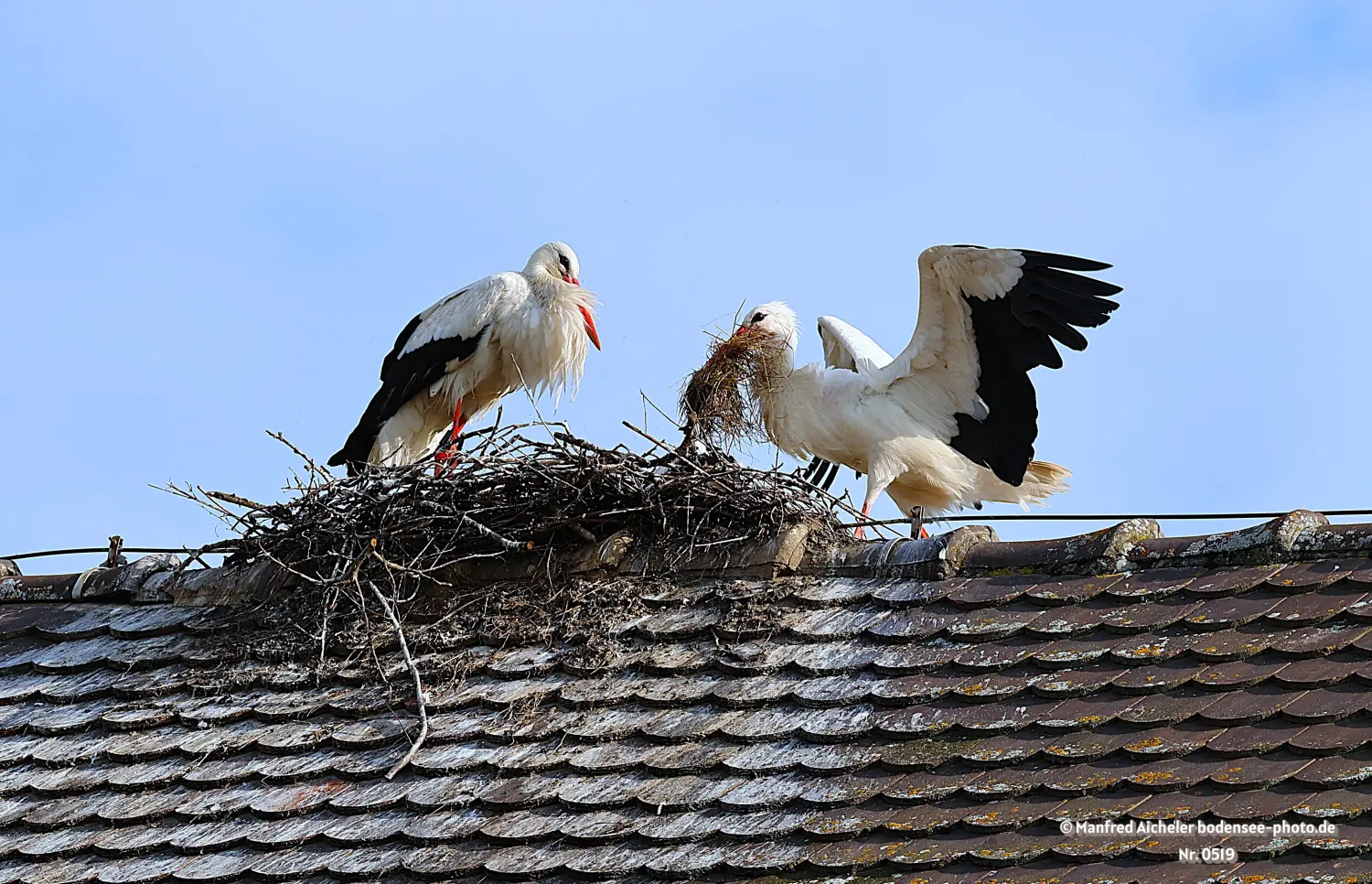 Naturfotografie - Manfred Aicheler -  Wasser- und Feuchtgebiete - Weißstorch