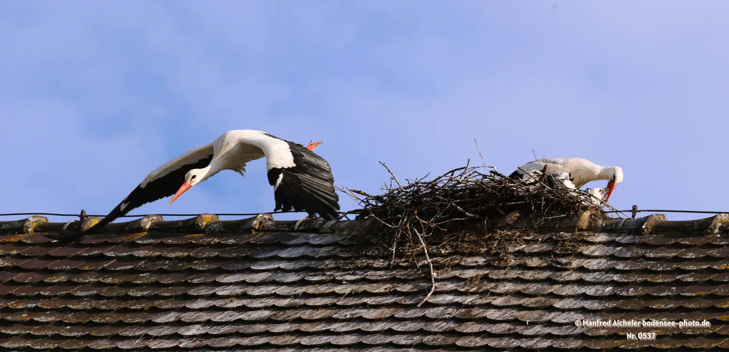 Naturfotografie - Manfred Aicheler -  Wasser- und Feuchtgebiete - Weißstorch