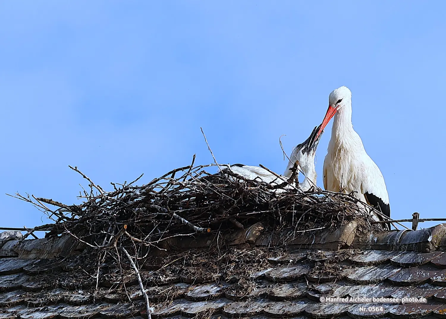 Naturfotografie - Manfred Aicheler -  Wasser- und Feuchtgebiete - Weißstorch
