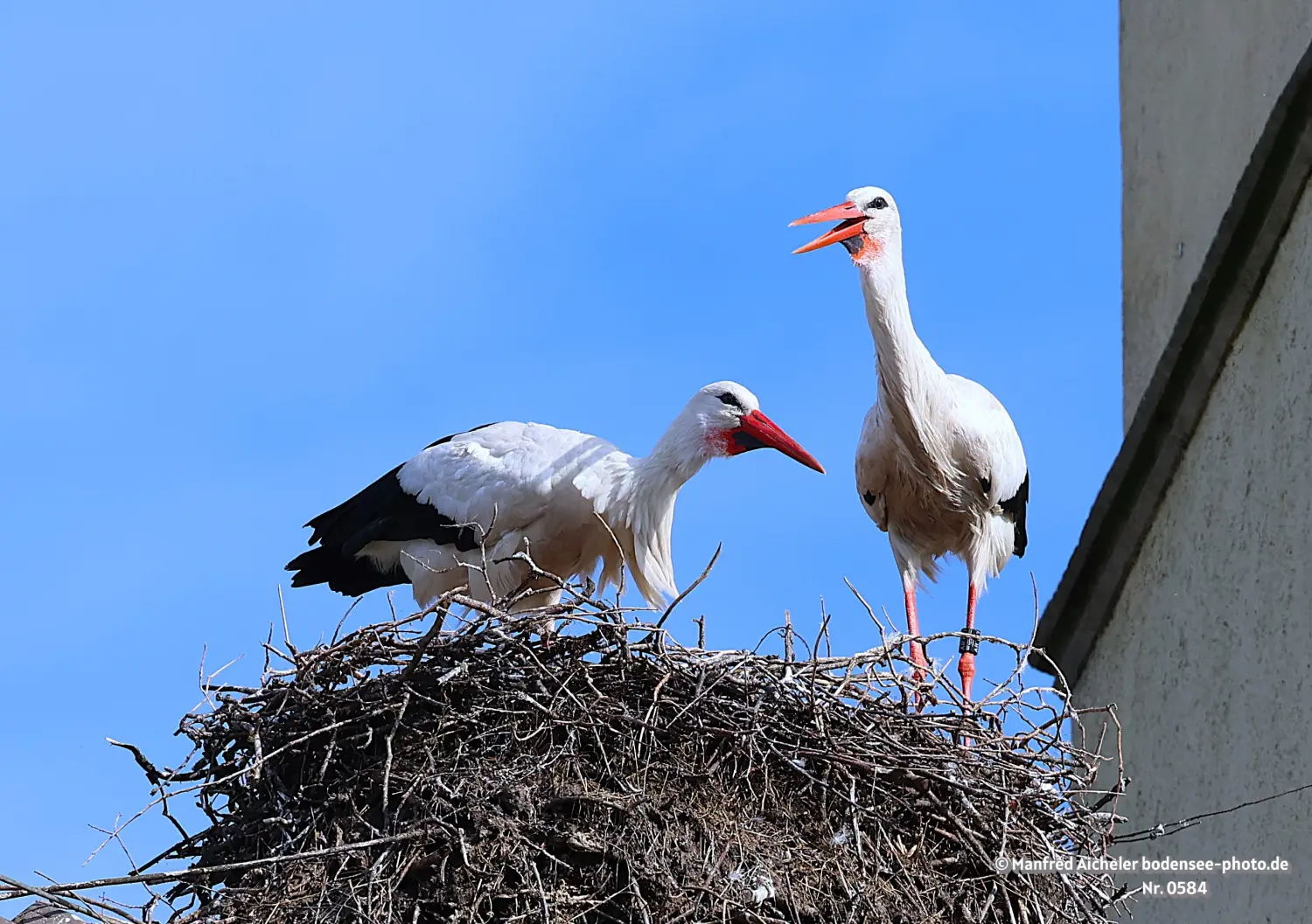 Naturfotografie - Manfred Aicheler -  Wasser- und Feuchtgebiete - Weißstorch