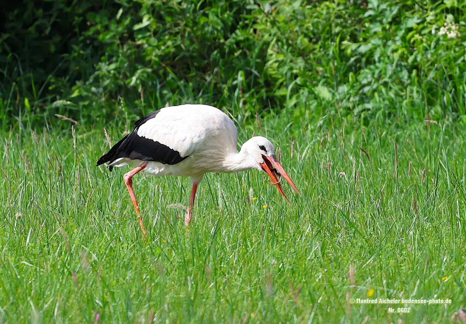 Naturfotografie - Manfred Aicheler -  Wasser- und Feuchtgebiete - Weißstorch