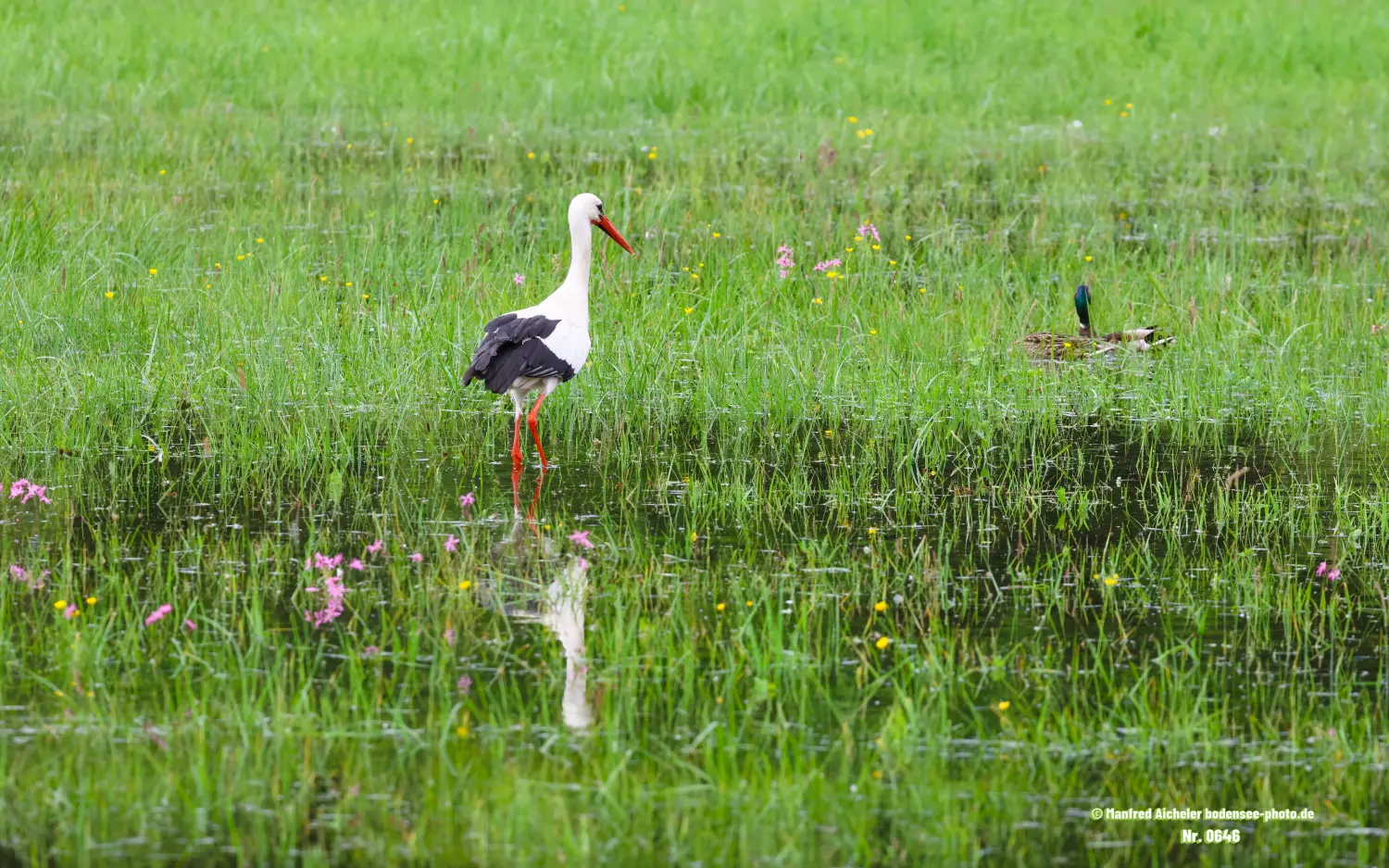 Naturfotografie - Manfred Aicheler -  Wasser- und Feuchtgebiete - Weißstorch