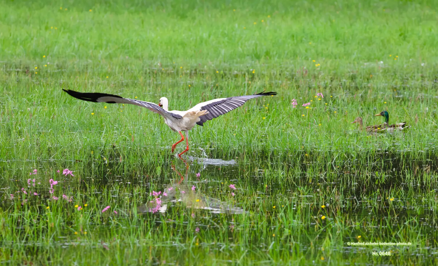 Naturfotografie - Manfred Aicheler -  Wasser- und Feuchtgebiete - Weißstorch
