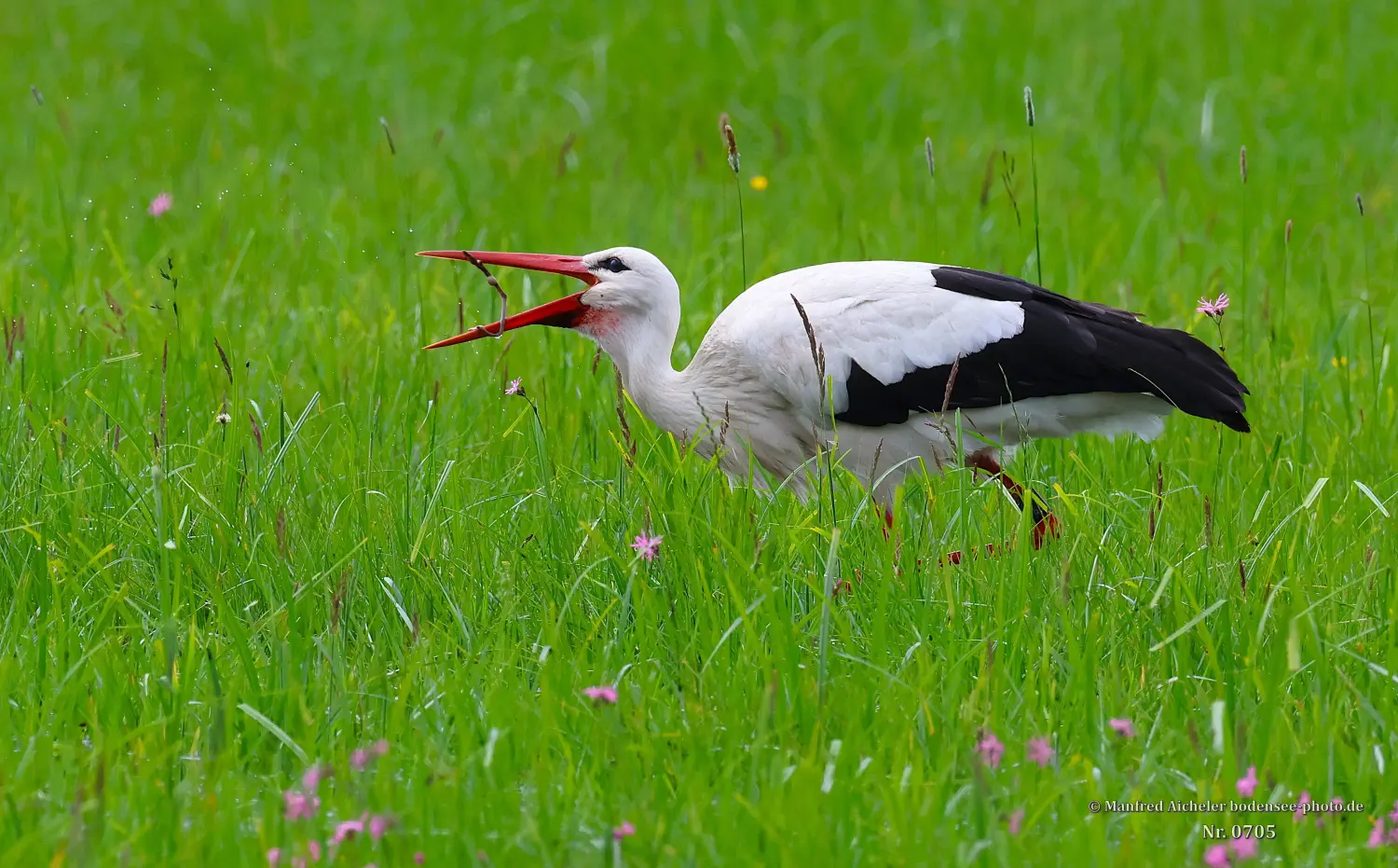 Naturfotografie - Manfred Aicheler -  Wasser- und Feuchtgebiete - Weißstorch