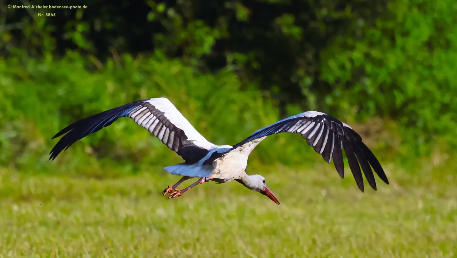 Naturfotografie - Manfred Aicheler -  Wasser- und Feuchtgebiete - Weißstorch
