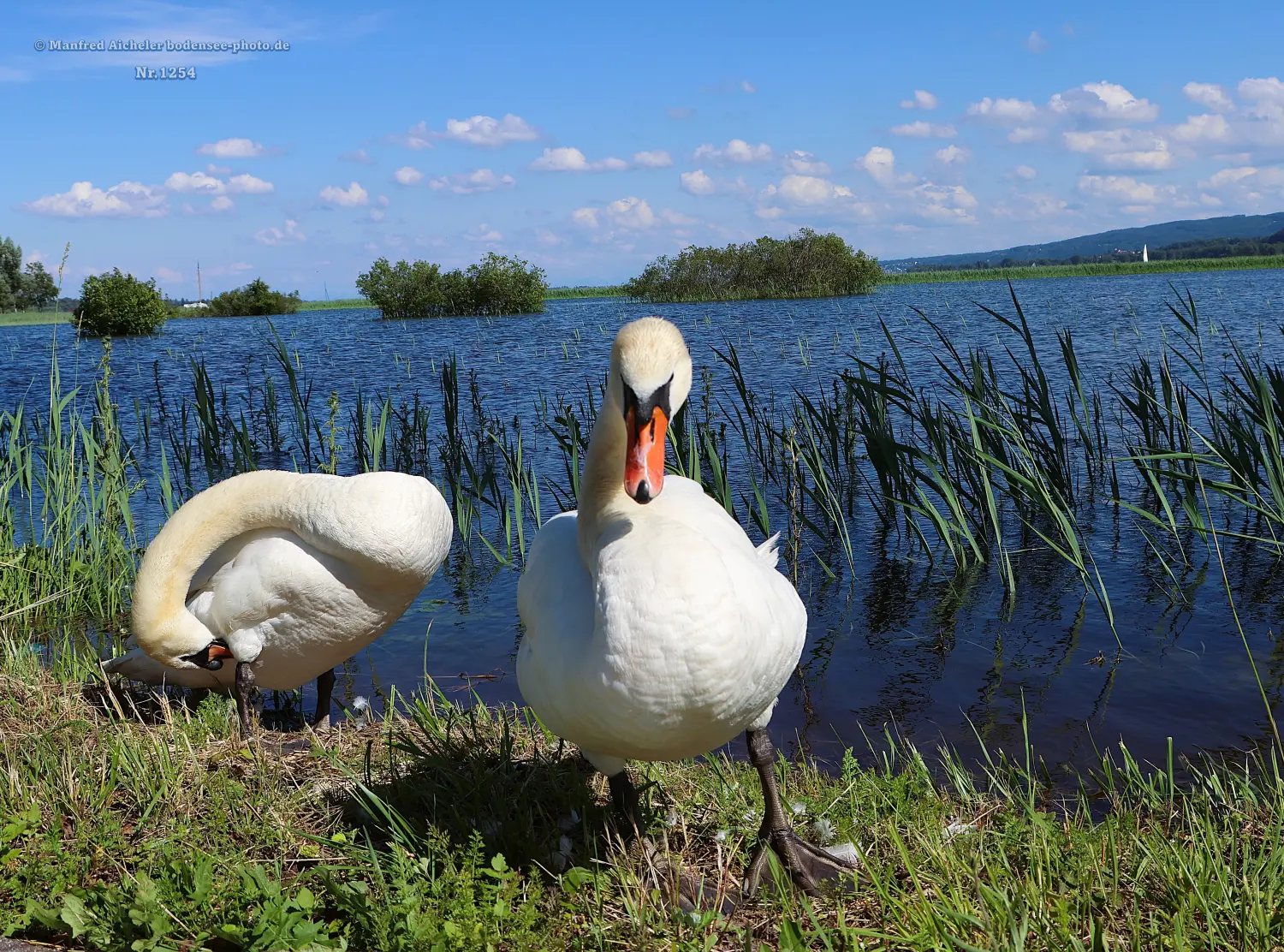 Naturfotografie - Manfred Aicheler -  Wasser- und Feuchtgebiete - Höckerschwan