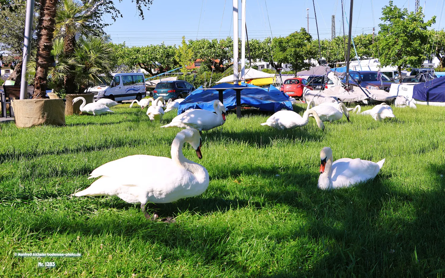 Naturfotografie - Manfred Aicheler -  Wasser- und Feuchtgebiete - Höckerschwan