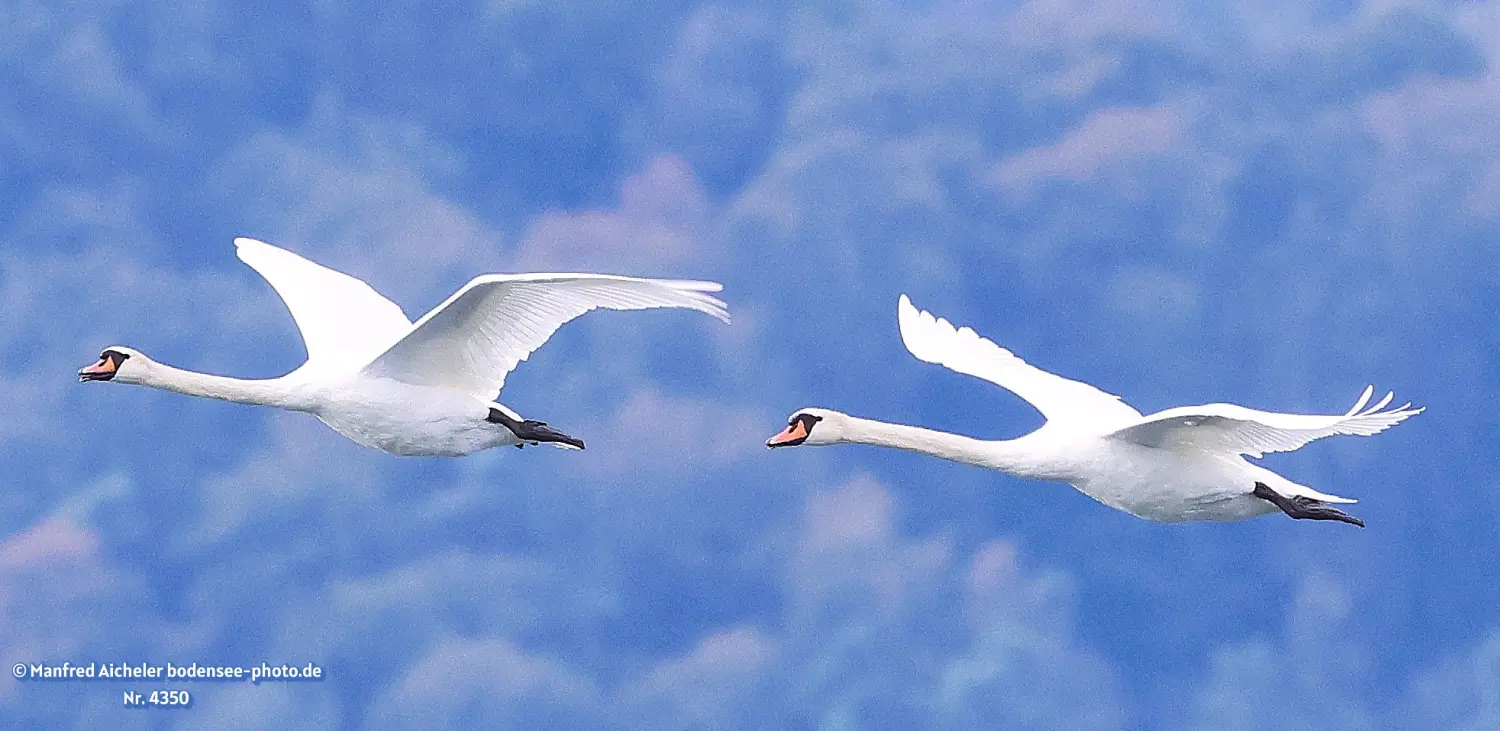 Naturfotografie - Manfred Aicheler -  Wasser- und Feuchtgebiete - Höckerschwan