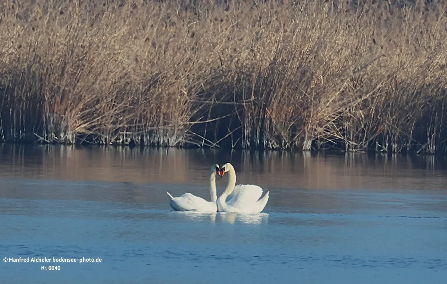 Naturfotografie - Manfred Aicheler -  Wasser- und Feuchtgebiete - Höckerschwan