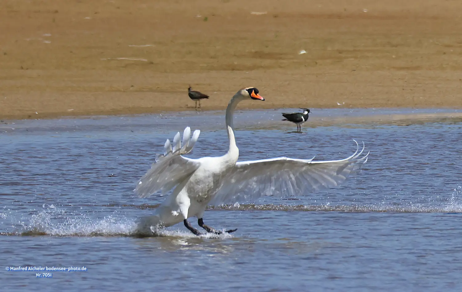 Naturfotografie - Manfred Aicheler -  Wasser- und Feuchtgebiete - Höckerschwan