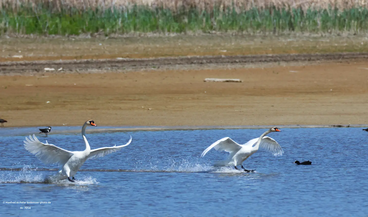 Naturfotografie - Manfred Aicheler -  Wasser- und Feuchtgebiete - Höckerschwan