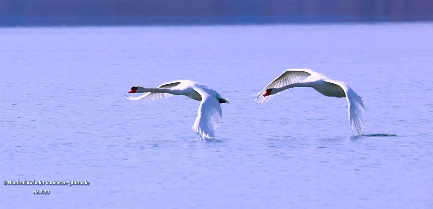 Naturfotografie - Manfred Aicheler -  Wasser- und Feuchtgebiete - Höckerschwan