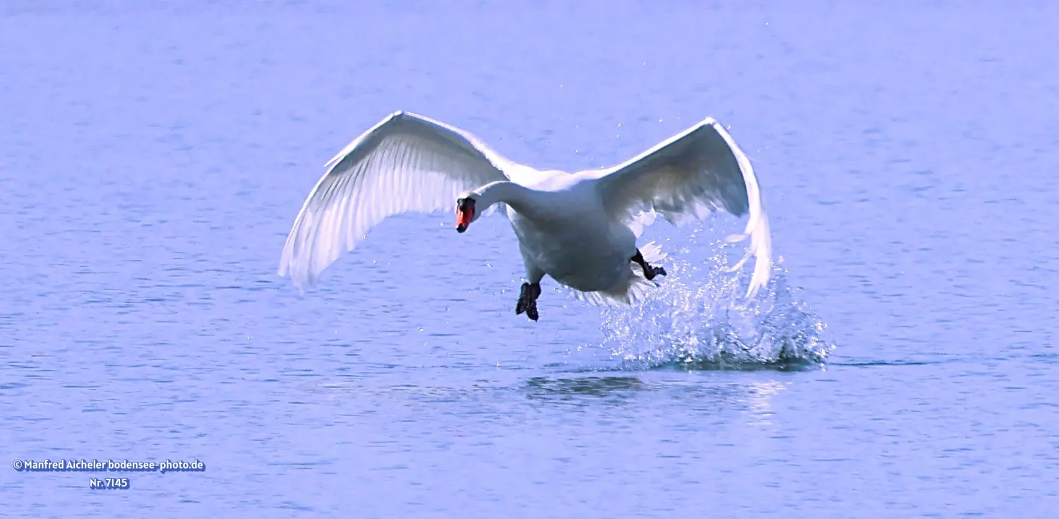 Naturfotografie - Manfred Aicheler -  Wasser- und Feuchtgebiete - Höckerschwan