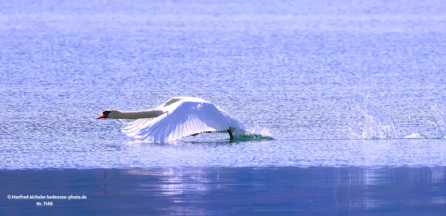Naturfotografie - Manfred Aicheler -  Wasser- und Feuchtgebiete - Höckerschwan
