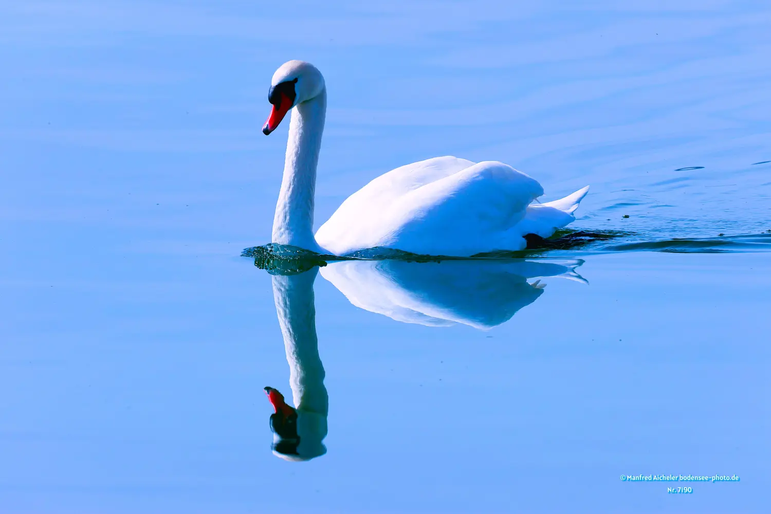 Naturfotografie - Manfred Aicheler -  Wasser- und Feuchtgebiete - Höckerschwan