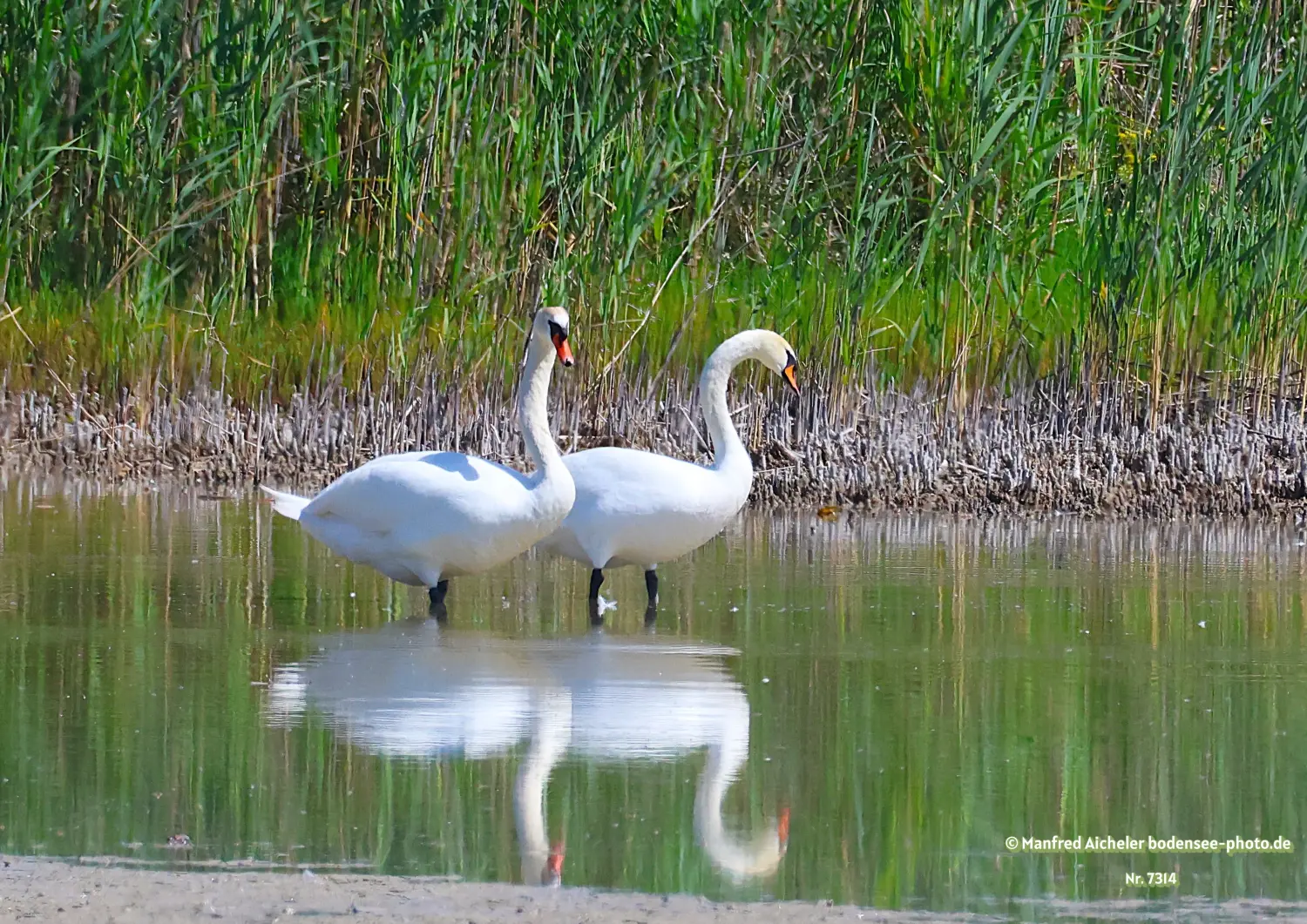 Naturfotografie - Manfred Aicheler -  Wasser- und Feuchtgebiete - Höckerschwan