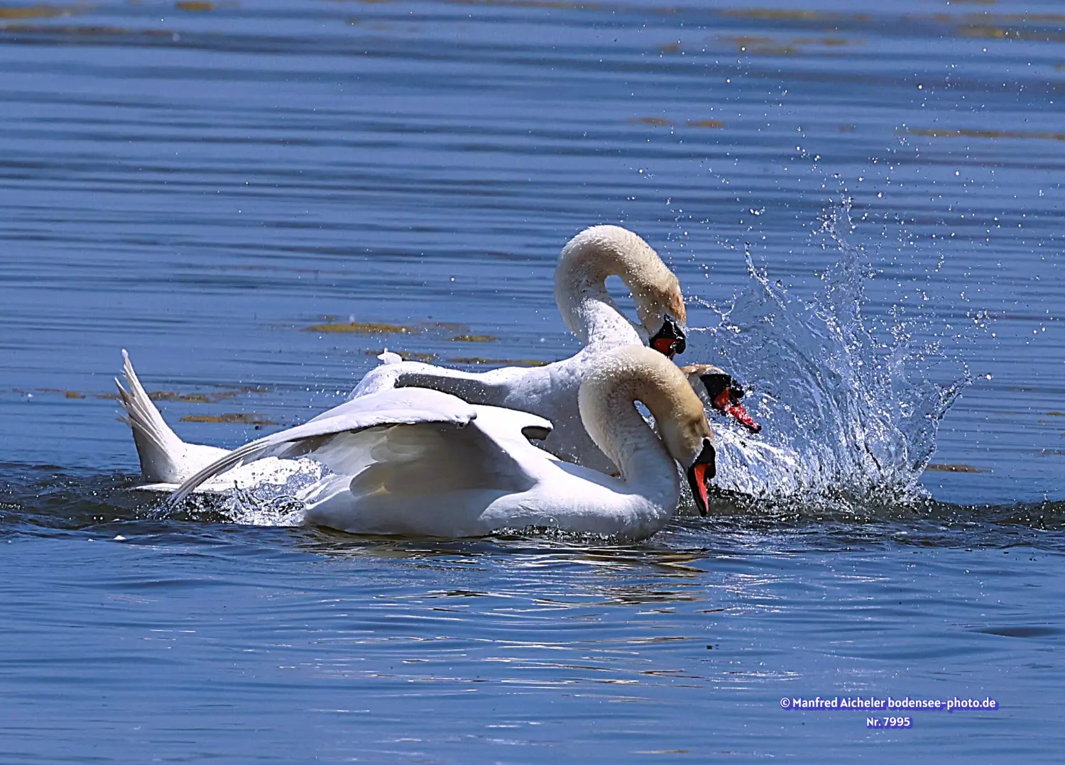 Naturfotografie - Manfred Aicheler -  Wasser- und Feuchtgebiete - Höckerschwan