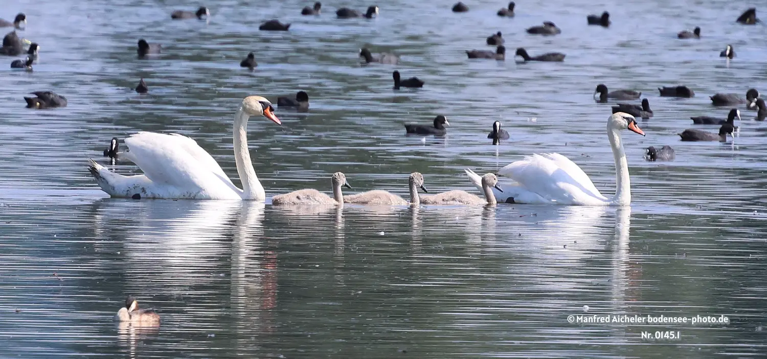 Naturfotografie - Manfred Aicheler -  Wasser- und Feuchtgebiete - Höckerschwan