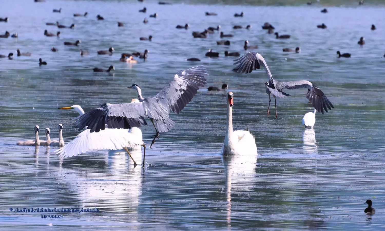 Naturfotografie - Manfred Aicheler -  Wasser- und Feuchtgebiete - Höckerschwan