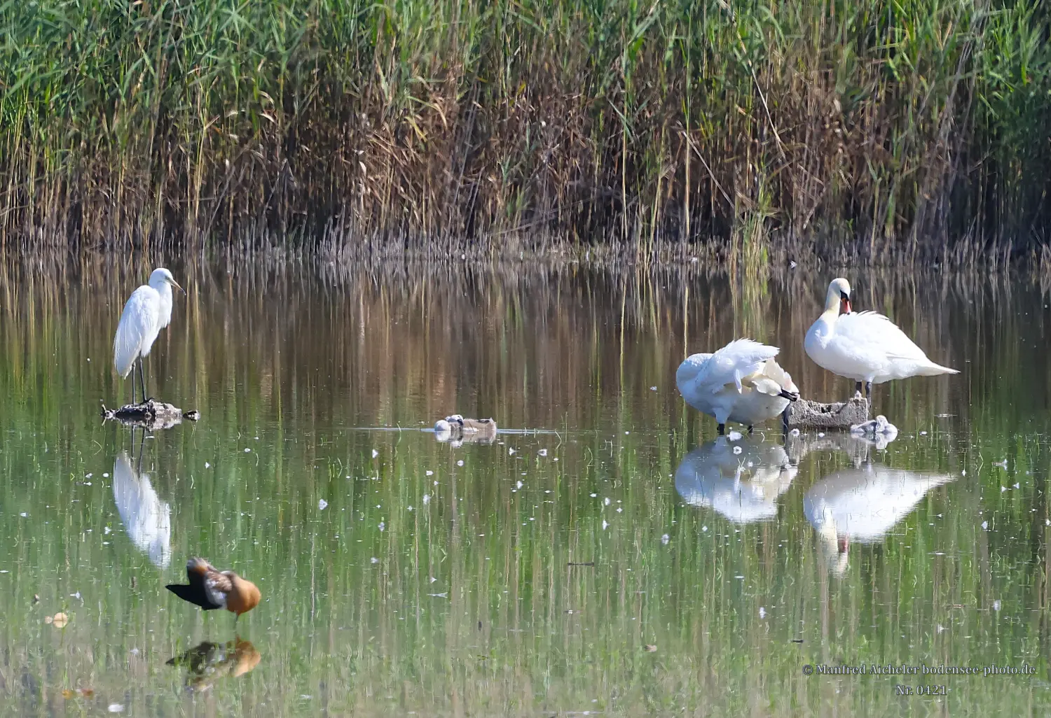 Naturfotografie - Manfred Aicheler -  Wasser- und Feuchtgebiete - Höckerschwan
